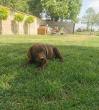 Čokoladni labrador