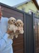 Maltipoo vrhunske genetike